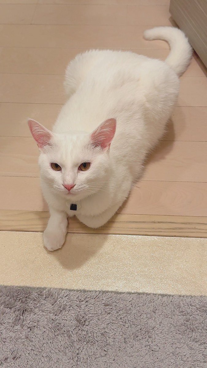 sbotokmr's tweet photo. 飼い主のトイレ着いてきて待たなくて良いですよ https://t.co/lGIBEqH7B4