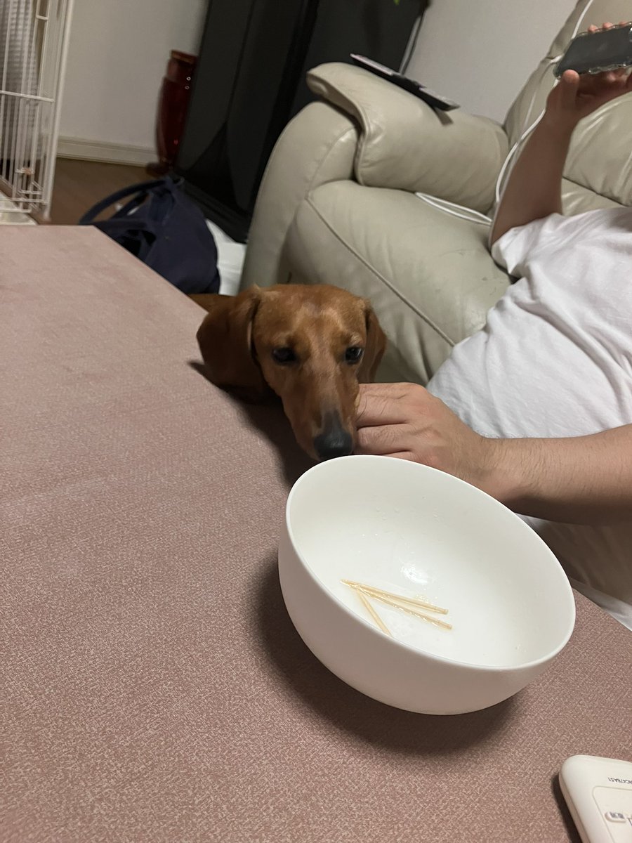 green_tea036's tweet photo. 豊水の梨食べさせたら目の色変えた👀　美味しいよねえ https://t.co/jDNXVRvYzF
