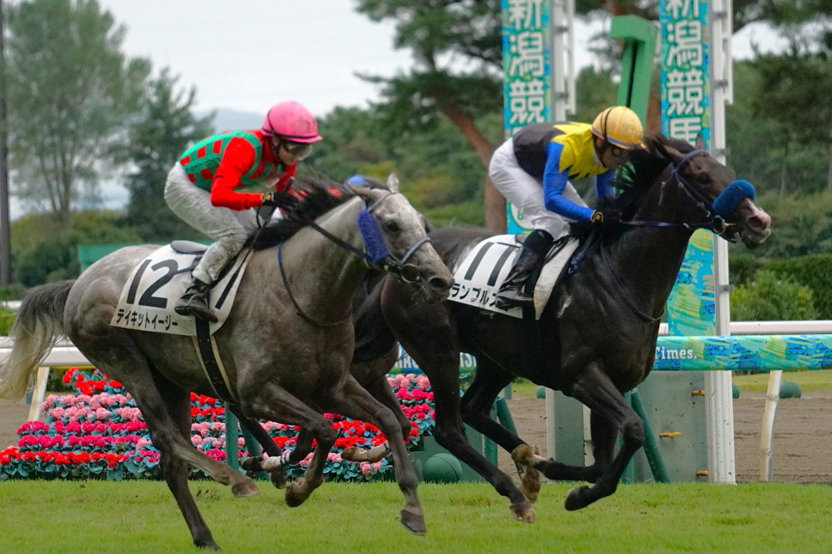 EDIHHIDE1's tweet photo. #競馬 #新潟競馬場 #競走馬 #写真 #写真好きな人と繋がりたい #ファインダー越しの私の世界 #ファインダーは私のキャンパス https://t.co/wSCQ6AWQvu