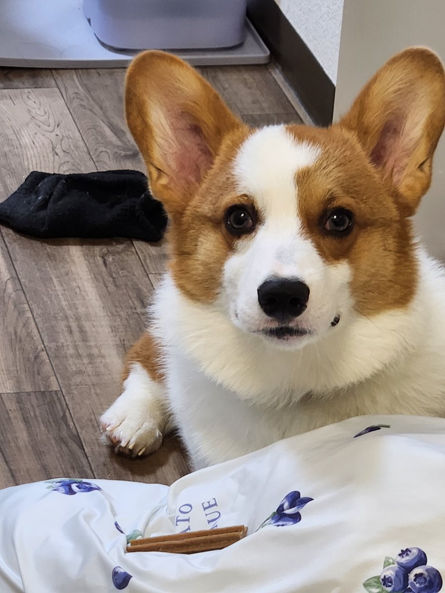 Corgi_Uni_'s tweet photo. 実は口にガムが入っているイヌ https://t.co/hDi1mnxhwF