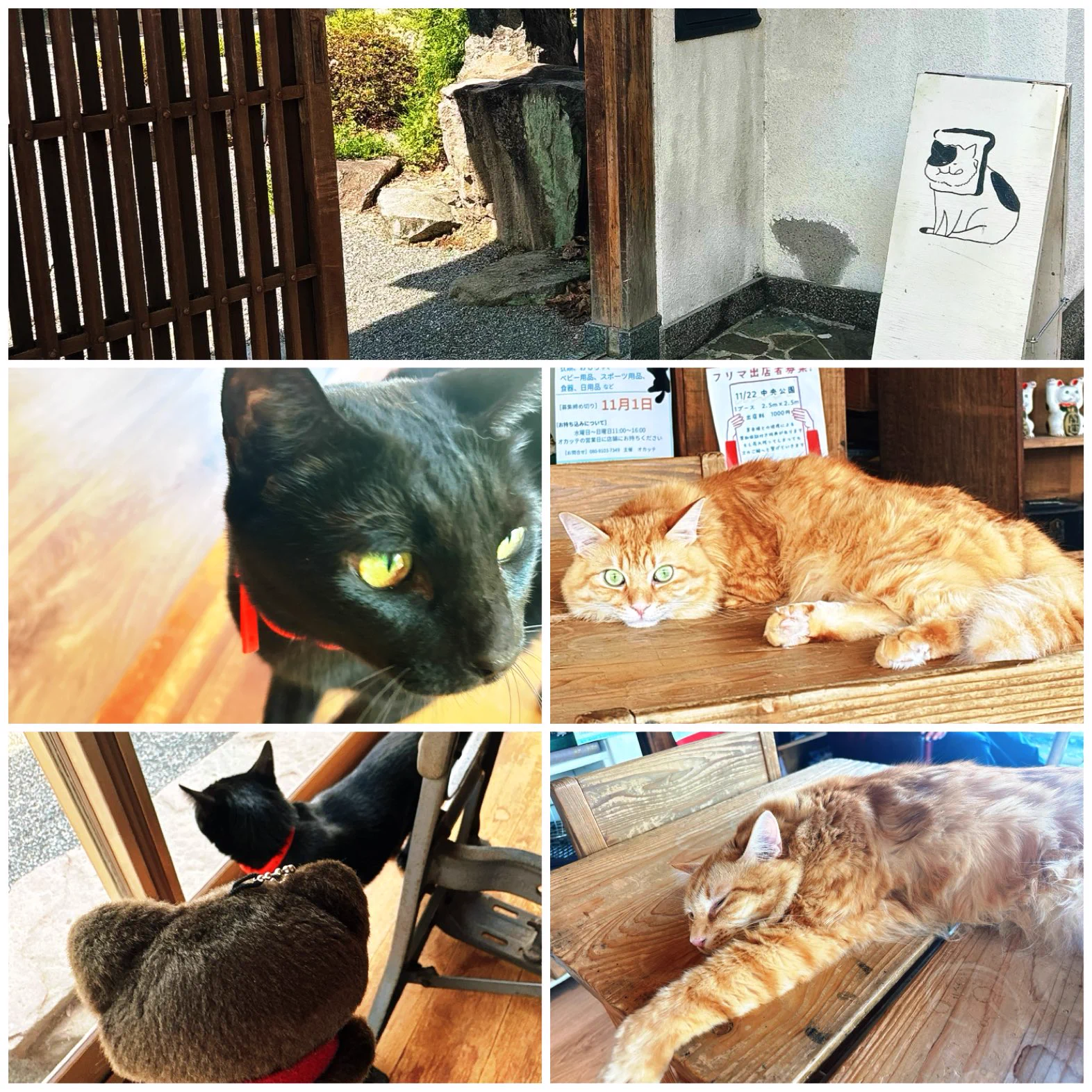 猫ママさん 猫ママ🐾Cat mom (@nekomama727) / X