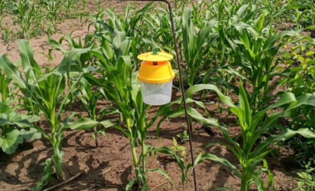 LomeMatin's tweet photo. Protéger les récoltes, c’est préparer l’avenir ! Au Togo, la surveillance phytosanitaire se renforce avec le déploiement de 500 pièges à phéromones dans les principales zones de production de maïs. Grâce à cette initiative et à la formation de 180 conseillers agricoles, les producteurs bénéficient d’un meilleur accompagnement pour anticiper les attaques de ravageurs, réduire les pertes et renforcer durablement la résilience de l’agriculture togolaise. 

#Agriculture #Togo #SécuritéAlimentaire #RésilienceAgricole