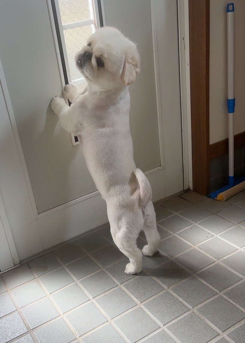butiito's tweet photo. 🐶なんか、おかあさん かえってきた
きがする！

母が帰宅したと 思い込み 玄関で 待つ

#ペキニーズ https://t.co/pwT2BsGPEZ