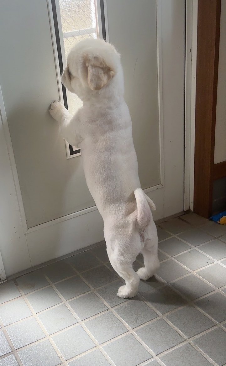 butiito's tweet photo. 🐶なんか、おかあさん かえってきた
きがする！

母が帰宅したと 思い込み 玄関で 待つ

#ペキニーズ https://t.co/pwT2BsGPEZ
