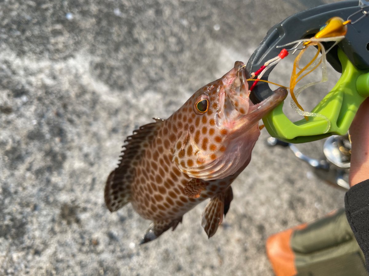 k_eroppi's tweet photo. 好きな魚たちを釣りにいきました
#浅利七海フィッシングクラブ https://t.co/5CWw56i6Yb