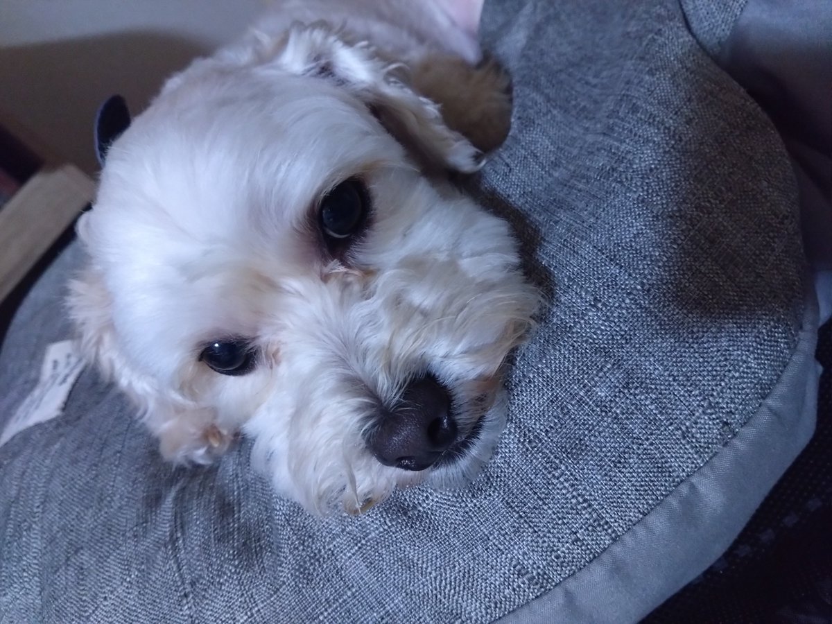 ise_kasima's tweet photo. 最近のわんこ🐶 https://t.co/qwdQrC9D2E