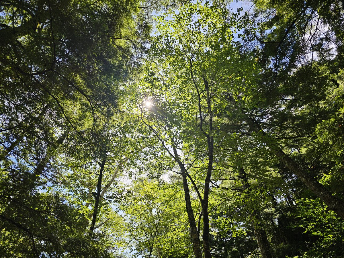 mmmmomonga's tweet photo. ライアンに届け🌳🌲🌱🌿☘️🍀 https://t.co/jUkZjmjXCd
