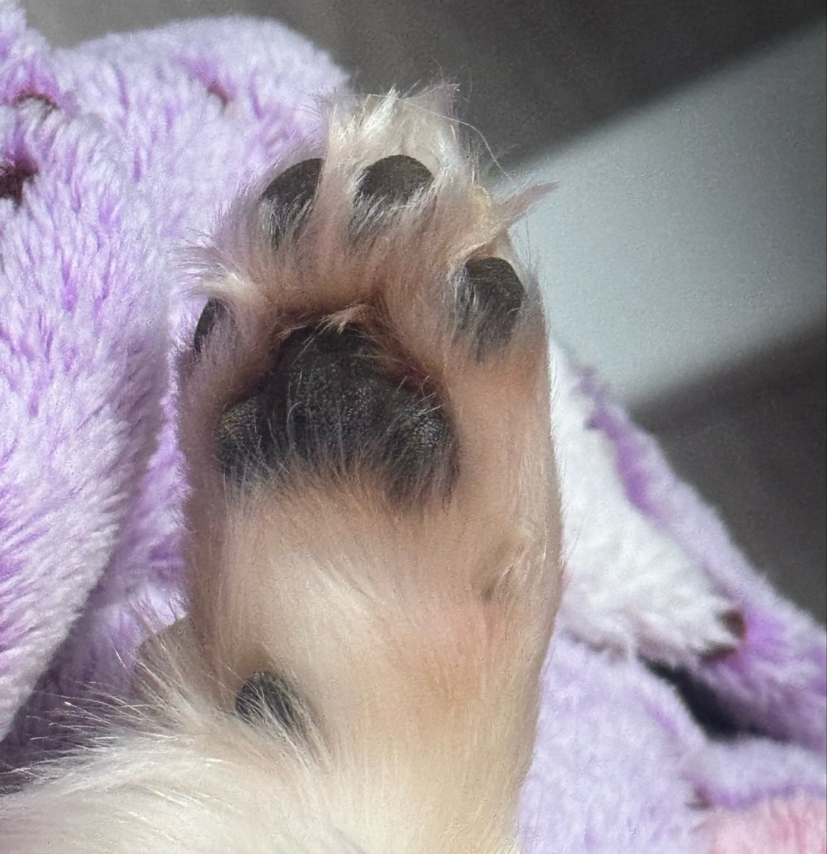 azu_nikke's tweet photo. 足の裏の毛まで寝癖みたいについてるがなんとも可愛い。バリカンで剃らなきゃねー🐶
#チワワ https://t.co/ZcTxfdIxs9