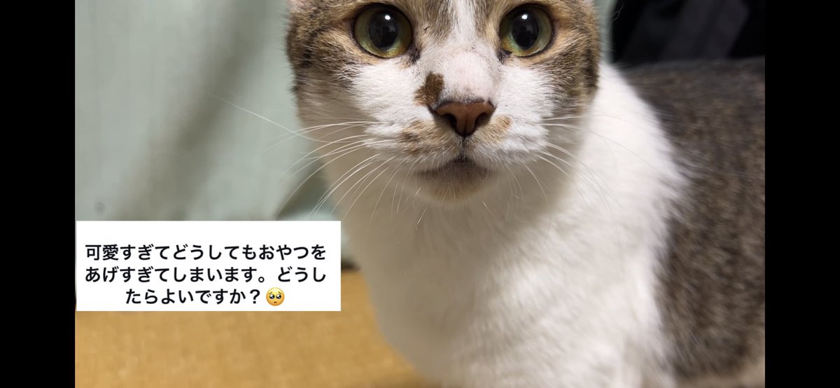 shibudesu's tweet photo. YouTube更新！
『猫に関する悩み相談に応えます』
リポストしてくださった方
フォローさせていただきます
https://t.co/bQ0fgSdQDZ https://t.co/xmSVJRaBzk