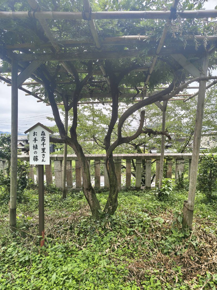 Peko215318's tweet photo. 八雲神社には、森高千里さんが植樹したのか植えられていて✨️記念にパシャリ☺️ https://t.co/YVhXS9UyW0