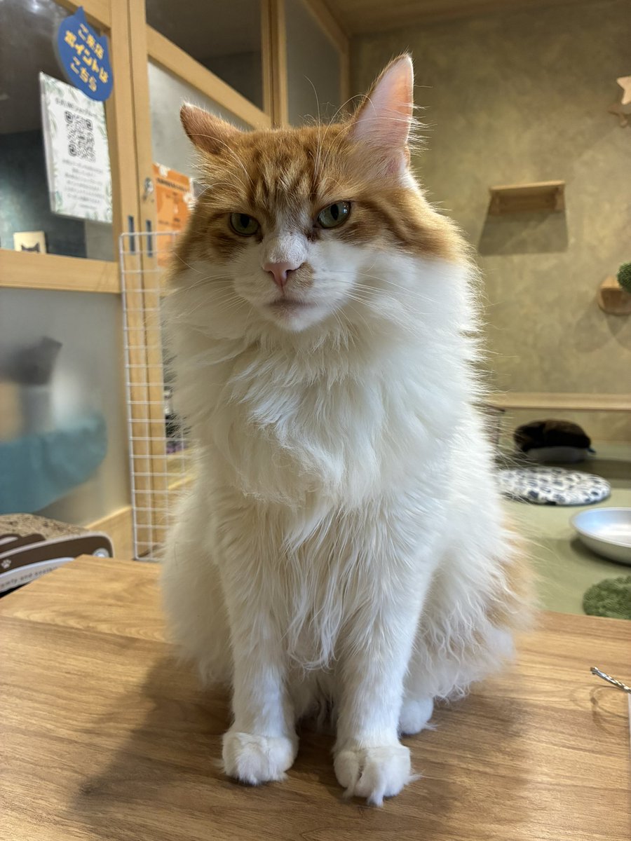 urukariion's tweet photo. 猫さんたちに遊んでもらいました☺️ https://t.co/62exq9WWNU