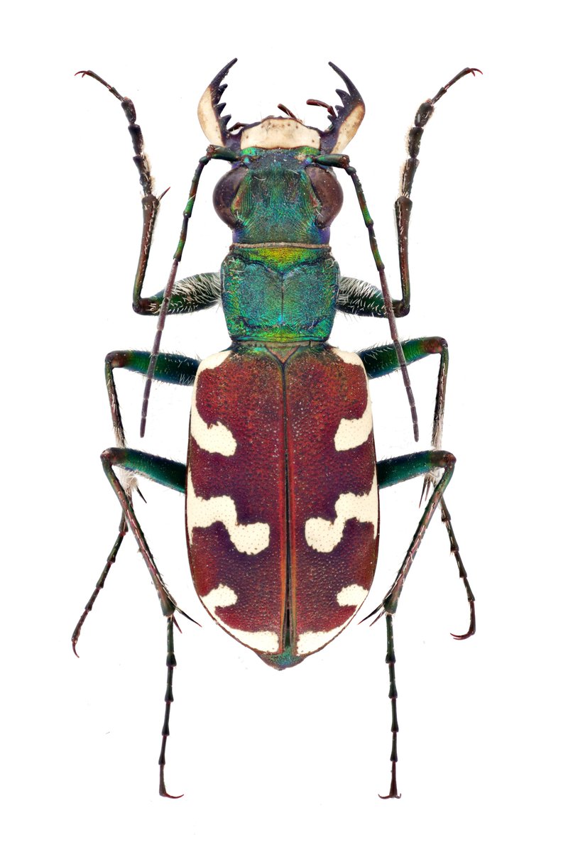 frinsect111's tweet photo. 주홍길앞잡이 Cicindela coerulea nitida
백두산인근 채집개체
1991년을 마지막 기록으로 2012년 남한에서 절멸 판정을 받았습니다. 
채집 일행분을 찾으러 가던중 눈앞에 한마리 날아가는걸 보고 깜짝 놀라 포충망을 휘둘렀더니 들어가 있었습니다.
나중에 다시 전족 할일이 있을듯 합니다. https://t.co/JBackqUc2f