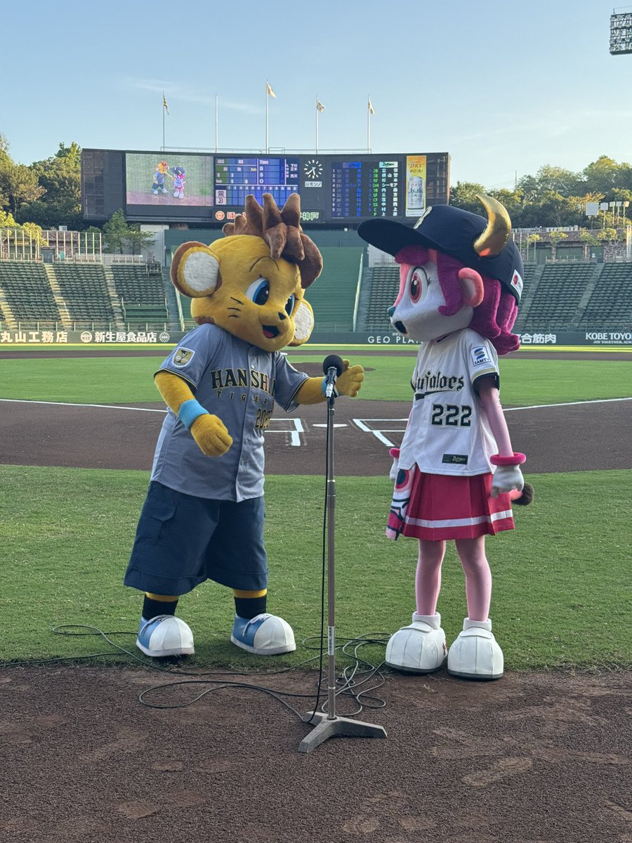 Tigers_farm's tweet photo. 今日はほっともっとフィールド神戸にてファーム・リーグ公式戦の対オリックス戦！🐮
コラッキーも駆け付けてバファローベルと共に球場を盛り上げています！🐯

#阪神タイガース
#オリックスバファローズ
#ほっともっとフィールド神戸
#コラッキー
#バファローベル https://t.co/KRTbkImq1h
