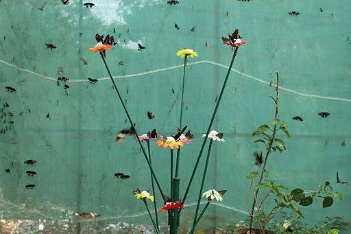 Newsfelt's tweet photo. சென்னையின் ஒரே பெரிய வண்ணத்துப்பூச்சிப் பூங்காவுக்கு உங்கள் குழந்தைகளுடன் ஒருமுறை விசிட் அடித்துப் பாருங்கள்: 3 கோடியில் உருவாக்கப்பட்ட அந்தப் பூங்காவில் என்னவெல்லாம் பார்க்கலாம் என்பதை இணைப்பில் சென்று வாசியுங்கள்: 

https://t.co/0TwVNh7q2D

#Chennaibutterflypark #vandalur https://t.co/ze6RGdeKXZ