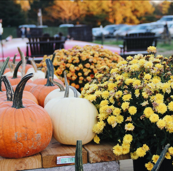 FOXNashville's tweet photo. Fall is almost here 🍂 From pumpkin patches and corn mazes to apple orchards and festivals, here’s your guide to fall fun across Middle Tennessee.

https://t.co/0pUKR56Pwn

#MiddleTN #FallFun #PumpkinPatch #AppleOrchard #Nashville https://t.co/3SzPdbtrkz