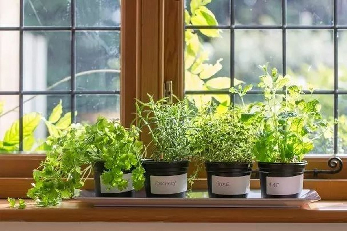 green214408's tweet photo. Turn an old mason jar into a cute herb planter! No fancy tools needed  Perfect for small windowsills. https://t.co/NOykCBwz4k