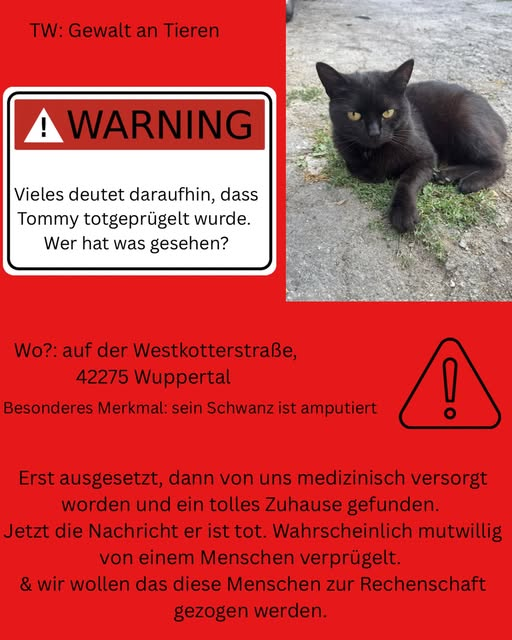 yolandaschultes's tweet photo. 42275 Wuppertal
Hinweise/Zeugen gesucht ... Alles deutet darauf hin daß die Katze totgeprügelt wurde
Kopie Taltatzen
Wir sind fassungslos, traurig und wütend.
Tommy hatte bereits so viel hinter sich. Er wurde ausgesetzt, anschließend von uns medizinisch versorgt – und schließlich durfte er in ein liebevolles Zuhause ziehen. Wir waren so froh, dass er endlich angekommen war und ein Zuhause gefunden hatte, in dem er geliebt wurde. 
Und jetzt diese schreckliche Nachricht: Tommy ist tot. 
Alles deutet darauf hin, dass Tommy mutwillig von einem oder mehreren Menschen misshandelt wurde und daran gestorben ist.
Geschehen ist es im Bereich der Westkotterstraße.
Wir können und wollen das nicht einfach hinnehmen. Deshalb suchen wir dringend nach Zeuginnen und Zeugen.
Habt ihr etwas gesehen oder gehört? Ist euch etwas Ungewöhnliches aufgefallen? Vielleicht habt ihr eine Beobachtung gemacht, die euch zunächst unwichtig erschien – jeder Hinweis kann helfen.
Bitte meldet euch bei uns, wenn ihr etwas wisst. Und bitte teilt diesen Beitrag so oft wie möglich, damit wir Menschen erreichen, die etwas gesehen haben könnten. 
Wir möchten, dass aufgeklärt wird, was Tommy passiert ist, und dass die Verantwortlichen zur Rechenschaft gezogen werden.
Für Tommy. 
Ruhe in Frieden, kleiner Mann.
kontakt@taltatzen.de