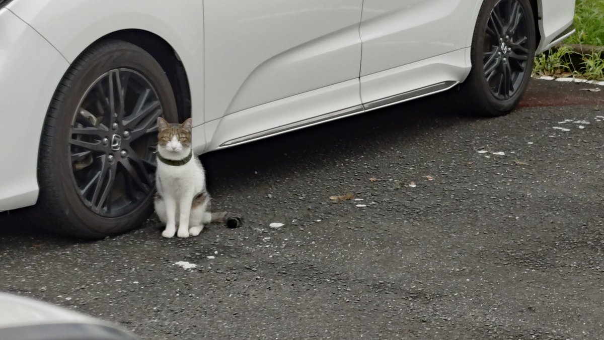 ryo_pocodan529's tweet photo. 駐車場でかわいいお猫様に会いました(ΦωΦ)💕

#笠間日動美術館 https://t.co/r1pt3N9AWG