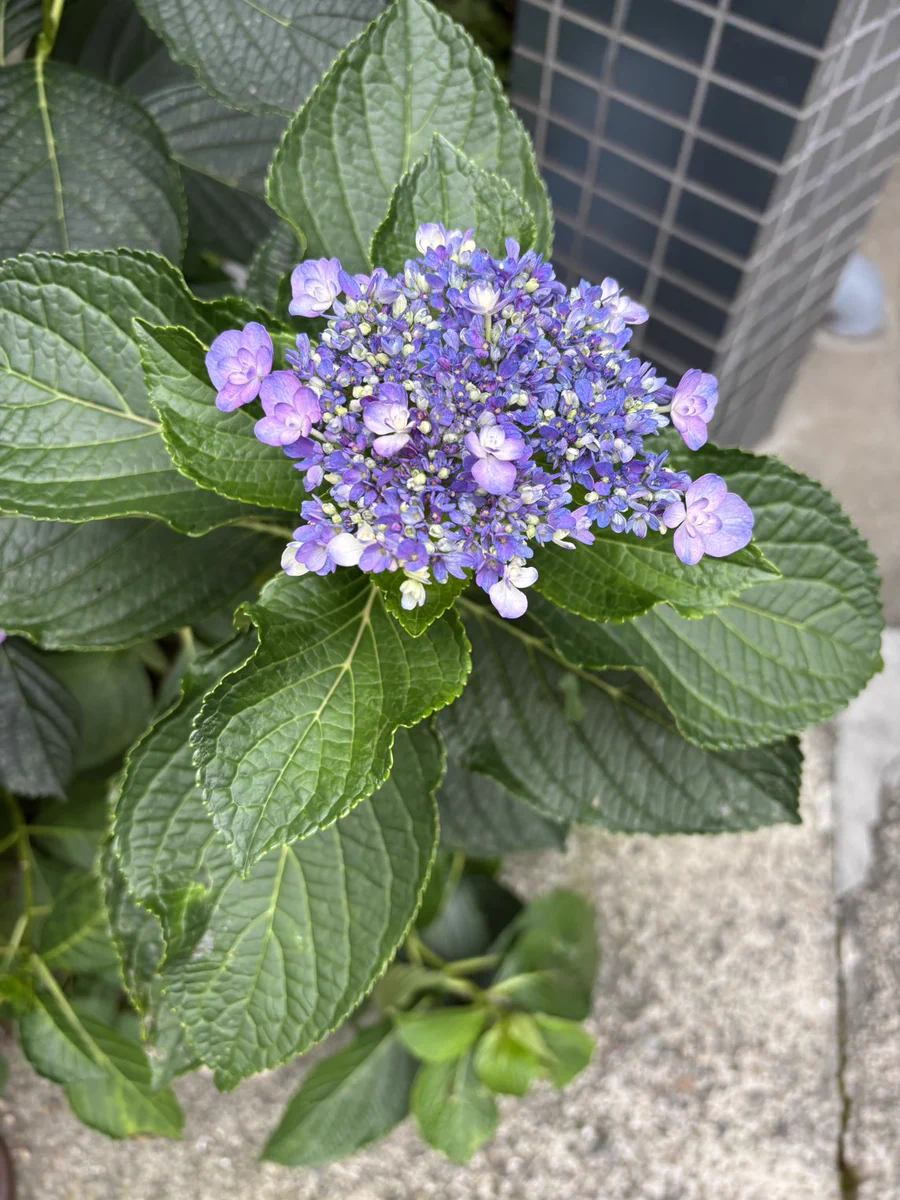 紫陽花様 mimi39 on X: 