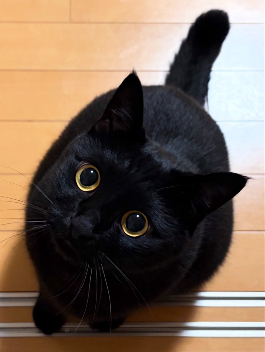 uni_kuroneko's tweet photo. あざと��わいい。

#黒猫 https://t.co/QreDO1s2bt