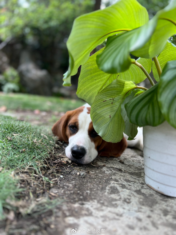 alinj387775's tweet photo. Today our puppy turned 6 months old ! From wobbly baby steps to zoomies across the backyard, every tiny growth moment feels like a win. Can’t wait for all the silly adventures ahead! https://t.co/G0mzAue0Zz