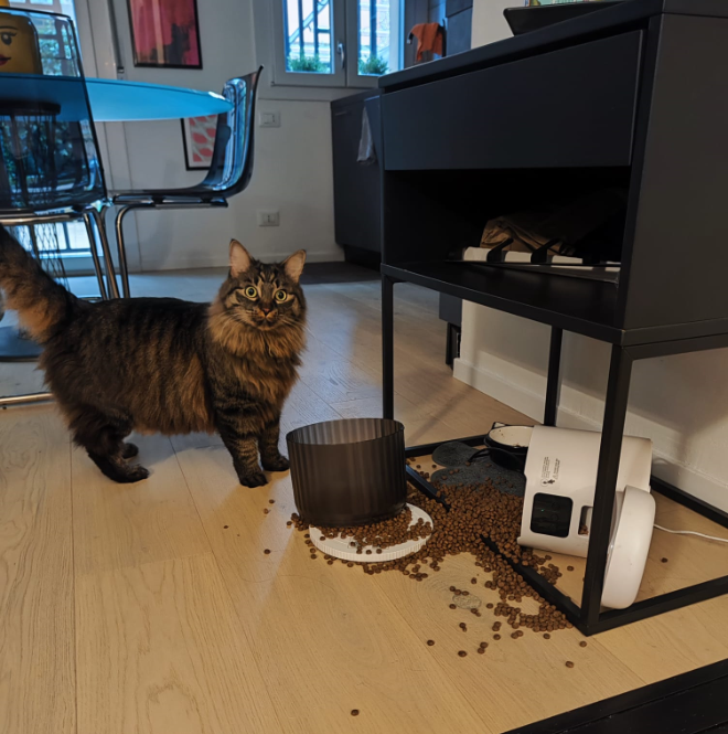 lateieravolante's tweet photo. Colpo grosso, Prudence 🐱💰 https://t.co/6xi0V8l58M