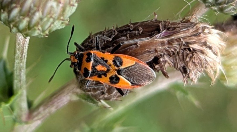 FritillaryLilly's tweet photo. Sunday delights #UKInsects #ento #Entomology #TwitterNatureCommunity #UKBugs #invertebrates https://t.co/3NgC1X8qfj