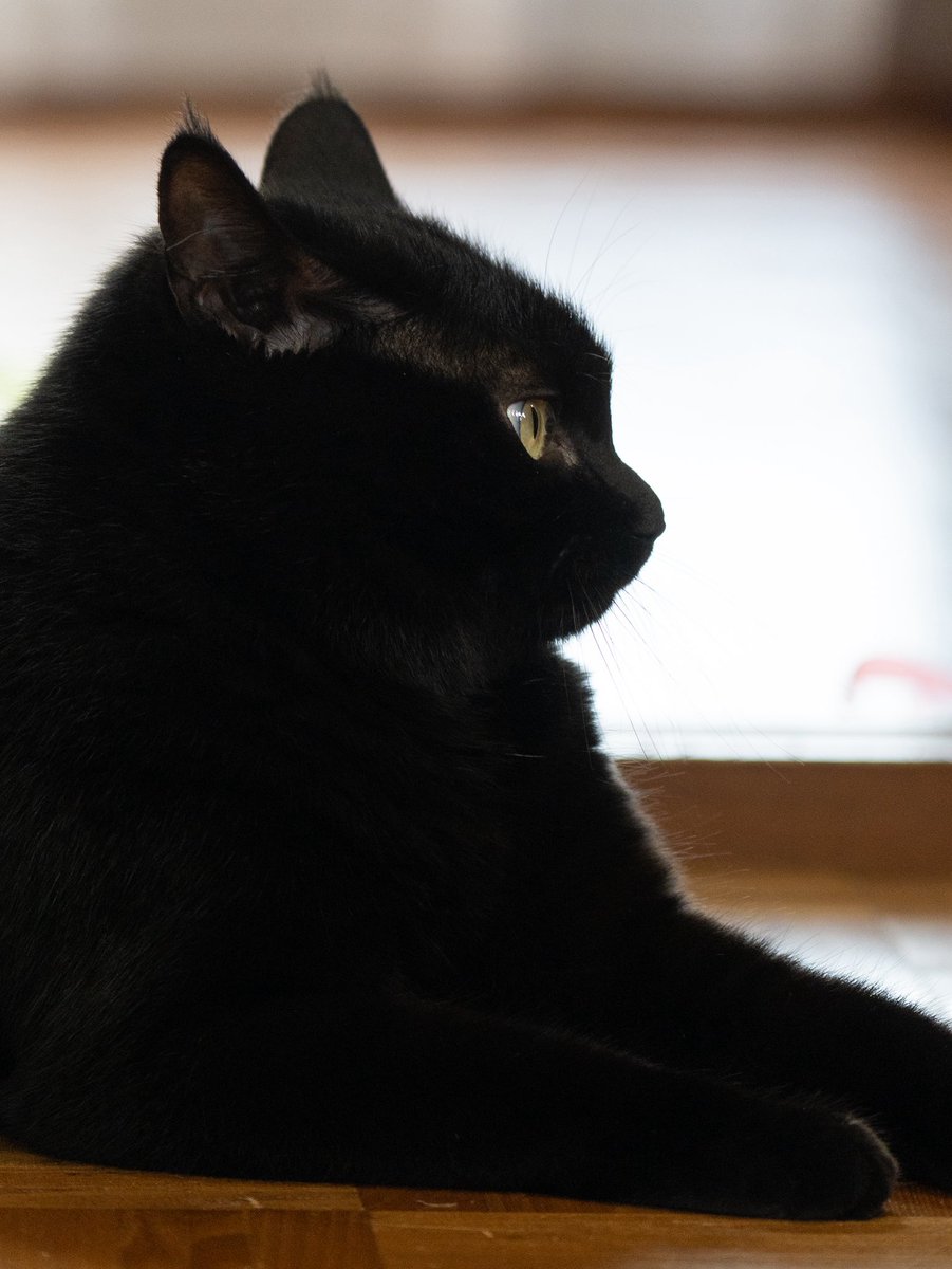oreo_blackcat's tweet photo. きれいな横顔
#猫 #黒猫 #blackcat https://t.co/SwqqnuBSaP