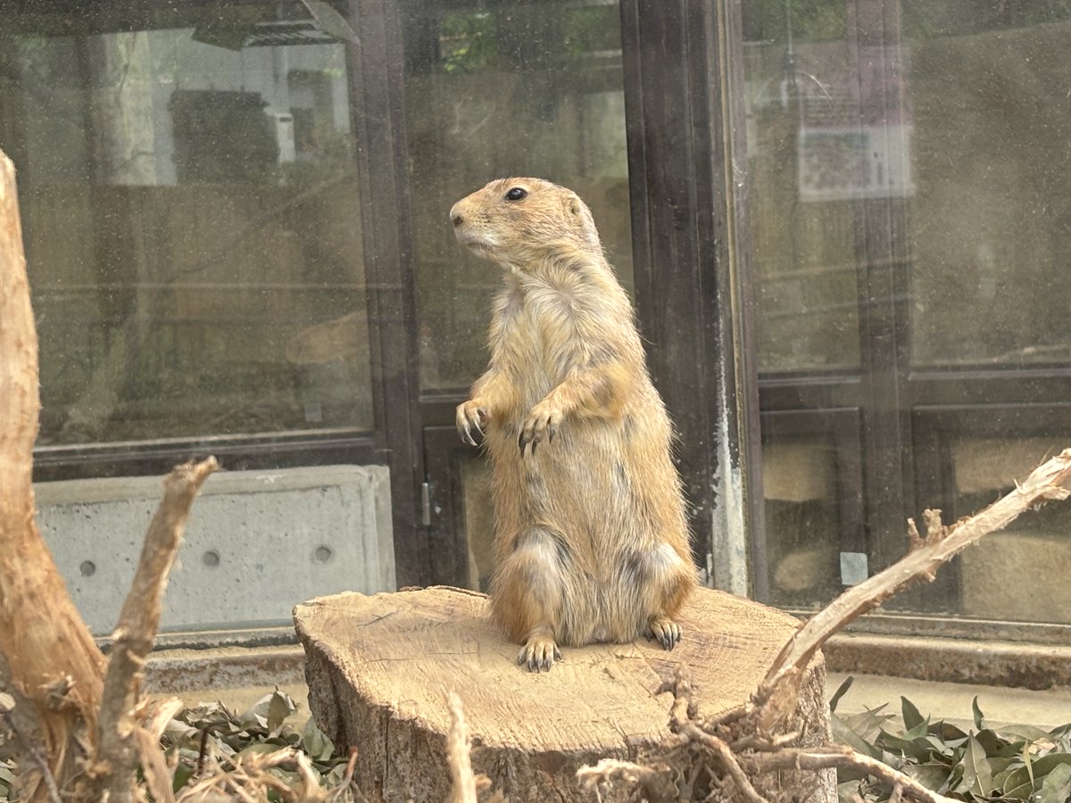 Ice1993Mini's tweet photo. 本日の東山動植物園です。
コモドオオトカゲが初めて動いてくれました。

#東山動植物園 https://t.co/FyHH4I2B97