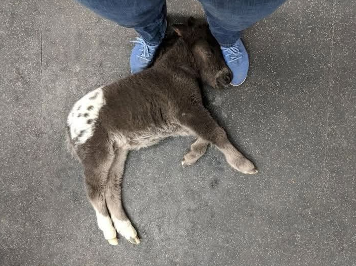 BestinDogs's tweet photo. I’m a horse veterinarian. While I was talking with his owners, this sweet little guy curled up and fell asleep on my feet. https://t.co/AVwvoSoRLG