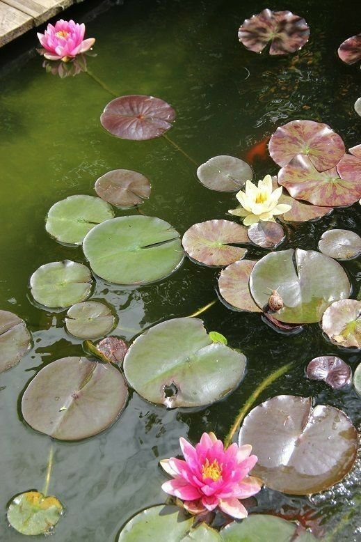 naturaholic's tweet photo. swan lake https://t.co/mJa1o1Istw