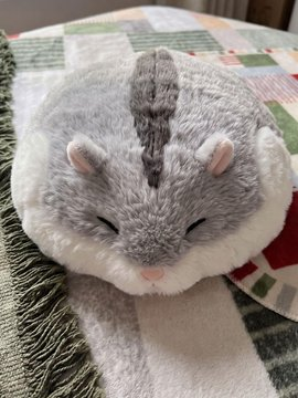 NoraEvergre_en's tweet photo. 귀여움이란 아마 이런 모습인 것 같아요. https://t.co/5oocTSzVKQ