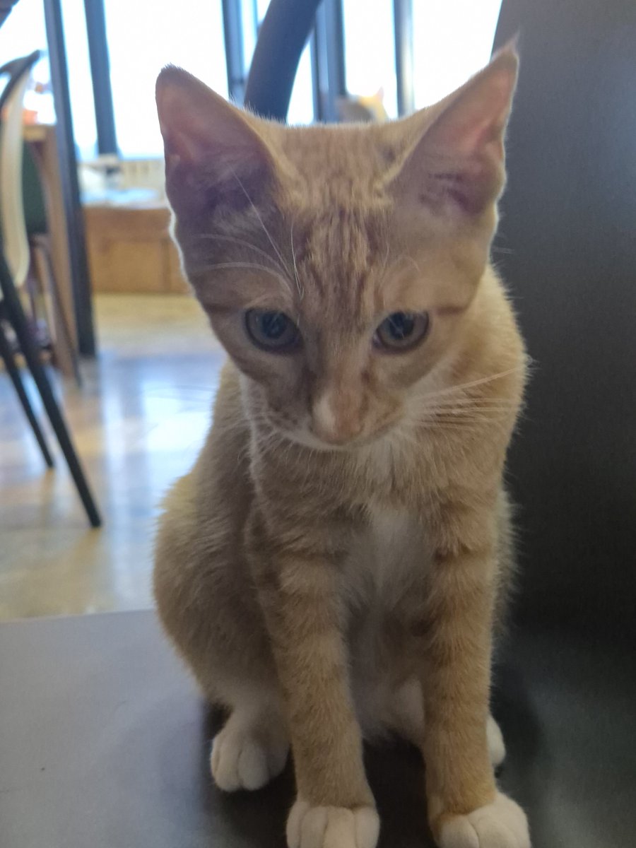 seonghae_20's tweet photo. 🐱🐾 https://t.co/CnxKf2YP6e