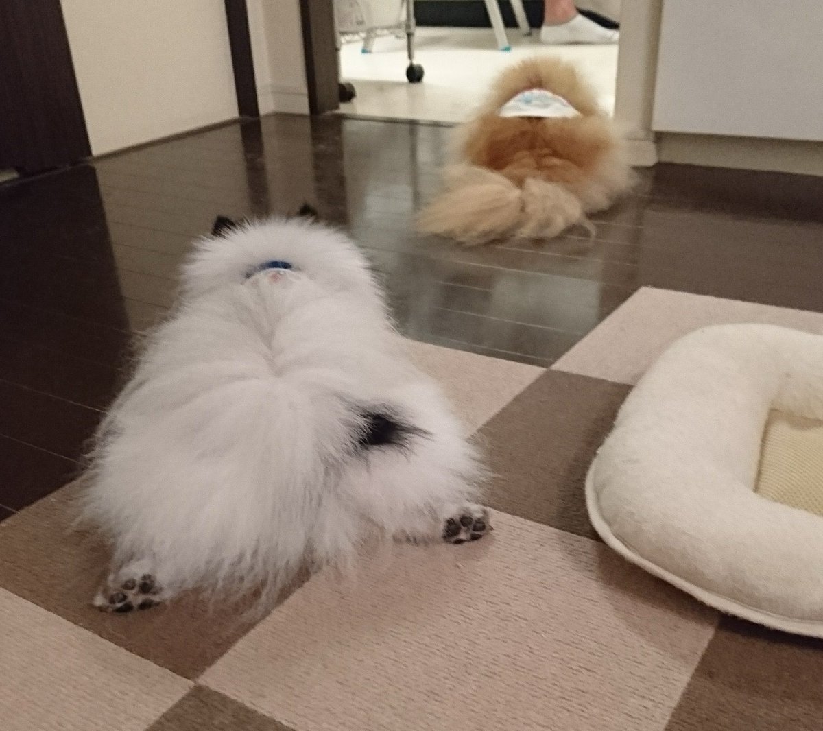 yo_0203pon's tweet photo. この写真思い出した🥰

キッチンに父ちゃんいるから
何かもらえるかも待機してるぽんと
ぽんが何かもらったら自分ももらいに行こうと待機してるみるw https://t.co/WcZD8AWyij