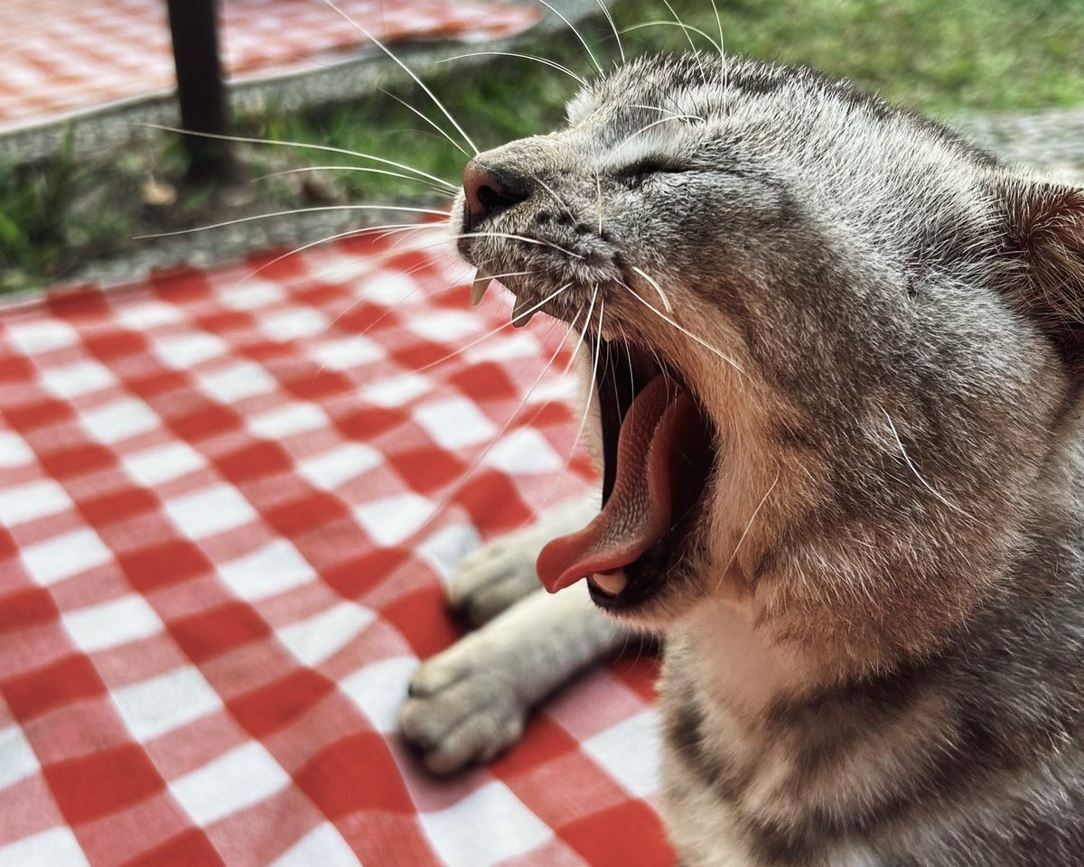 krenyesh's tweet photo. minggu kemarin jalan-jalan ke danau bareng lakiku, dan kita ketemu sama kucing gemes yang nemploknya malah ke dia mulu 🐱

terus ada cafe di sana, dan entah kenapa aku sama lakiku malah dikira suami istri wkwk 😆 https://t.co/isBcbuQU6P