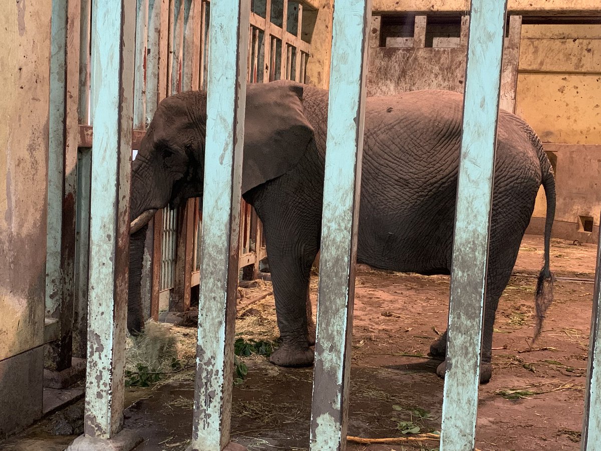 1keitter9's tweet photo. 日曜、夜の動物園最終日行ってきた
写真撮るの相変わらずド下手だから疾走する狼殿になってしまってる https://t.co/MpnxLUkZeQ
