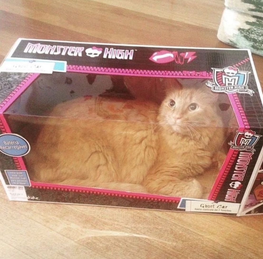 PunchingCat's tweet photo. https://t.co/B7UEXHzkIF