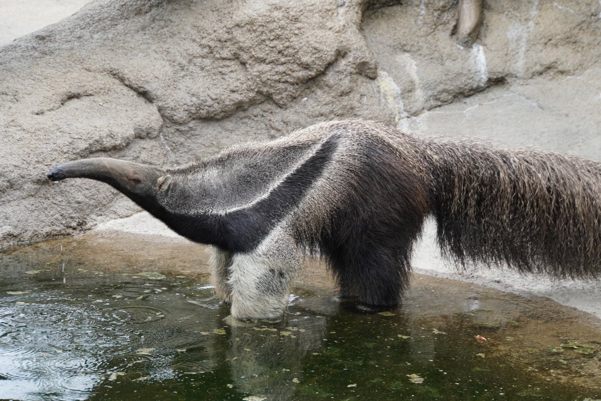 kono211202's tweet photo. https://t.co/ZHW945WSg5

#オオアリクイ #GiantAnteater #笑 #神戸どうぶつ王国
26.8.16 https://t.co/c7pouLUhj3