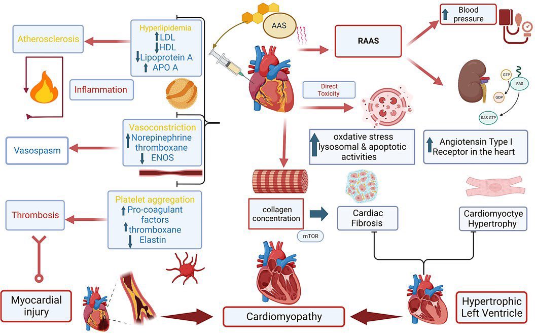 LoongPeptides's tweet photo. Steroids are toxic to your kidneys, liver and heart

SS-31 fixes that. DIRECTLY. https://t.co/pcBVRTVblf