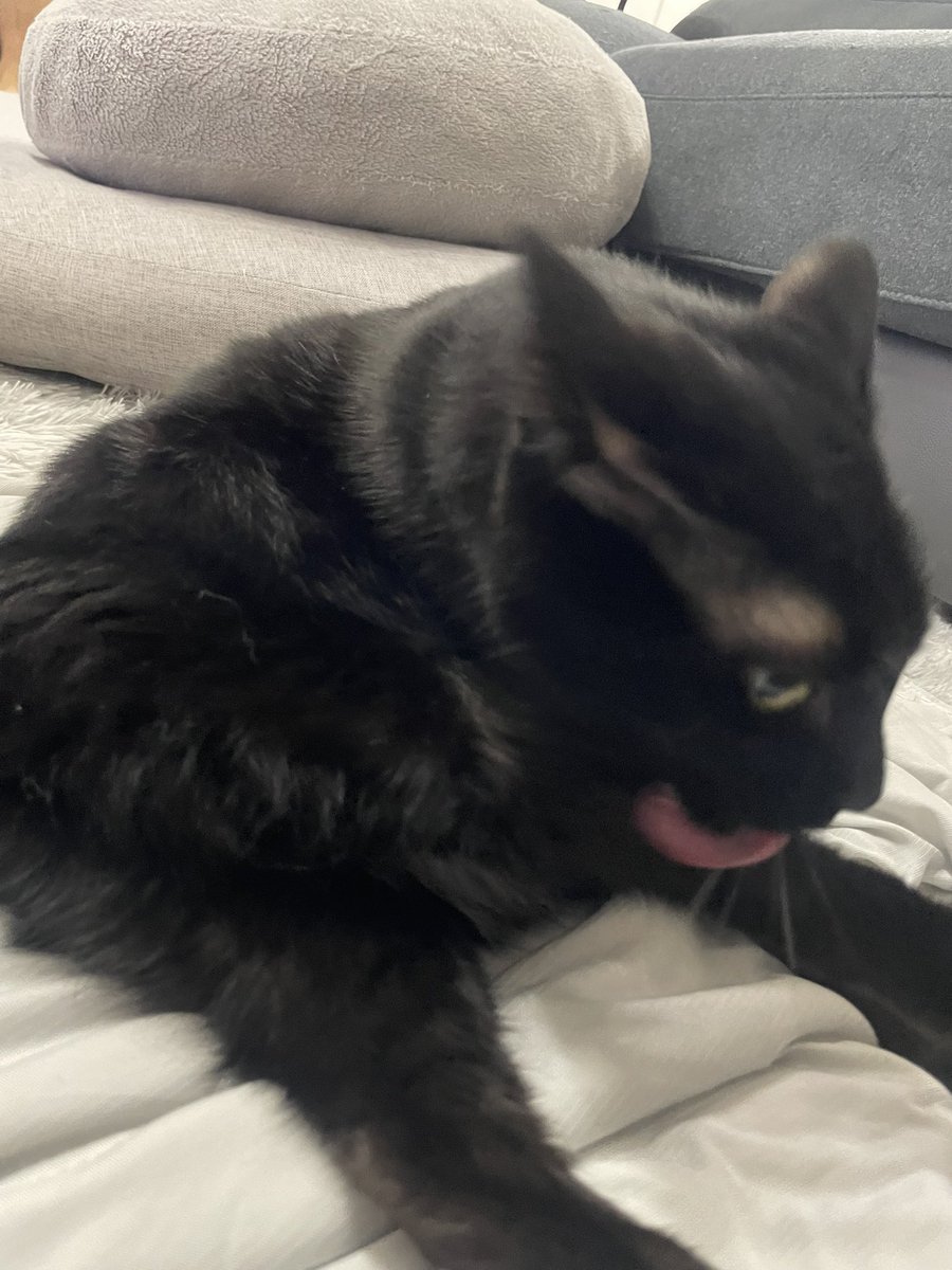 pari2mofu2's tweet photo. 「人間が触った！💢人間が触った！💢人間が高貴な黒猫の高貴な足を無許可に触った！💢💢💢高貴な💢黒猫の💢💢足を💢💢💢人間が！！！💢💢💢」 https://t.co/XODviL98UX