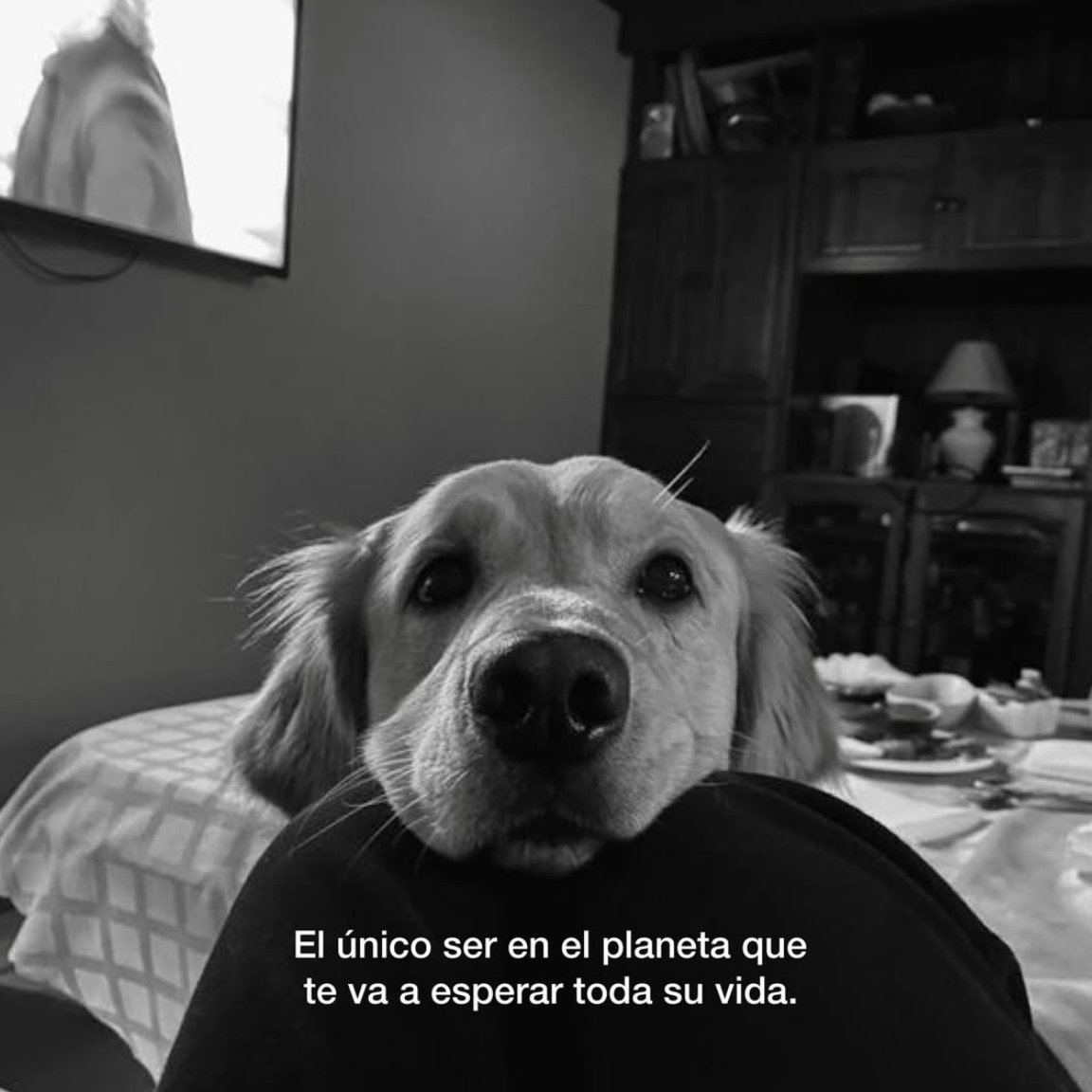josedavidmillan tweet picture