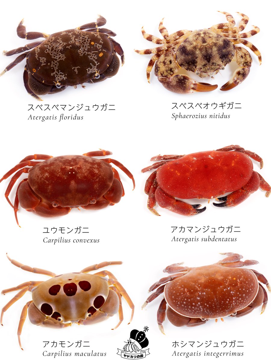 K_theHermit's tweet photo. つるすべクラブに大型新人が加入🦀 https://t.co/z8vlI077xm