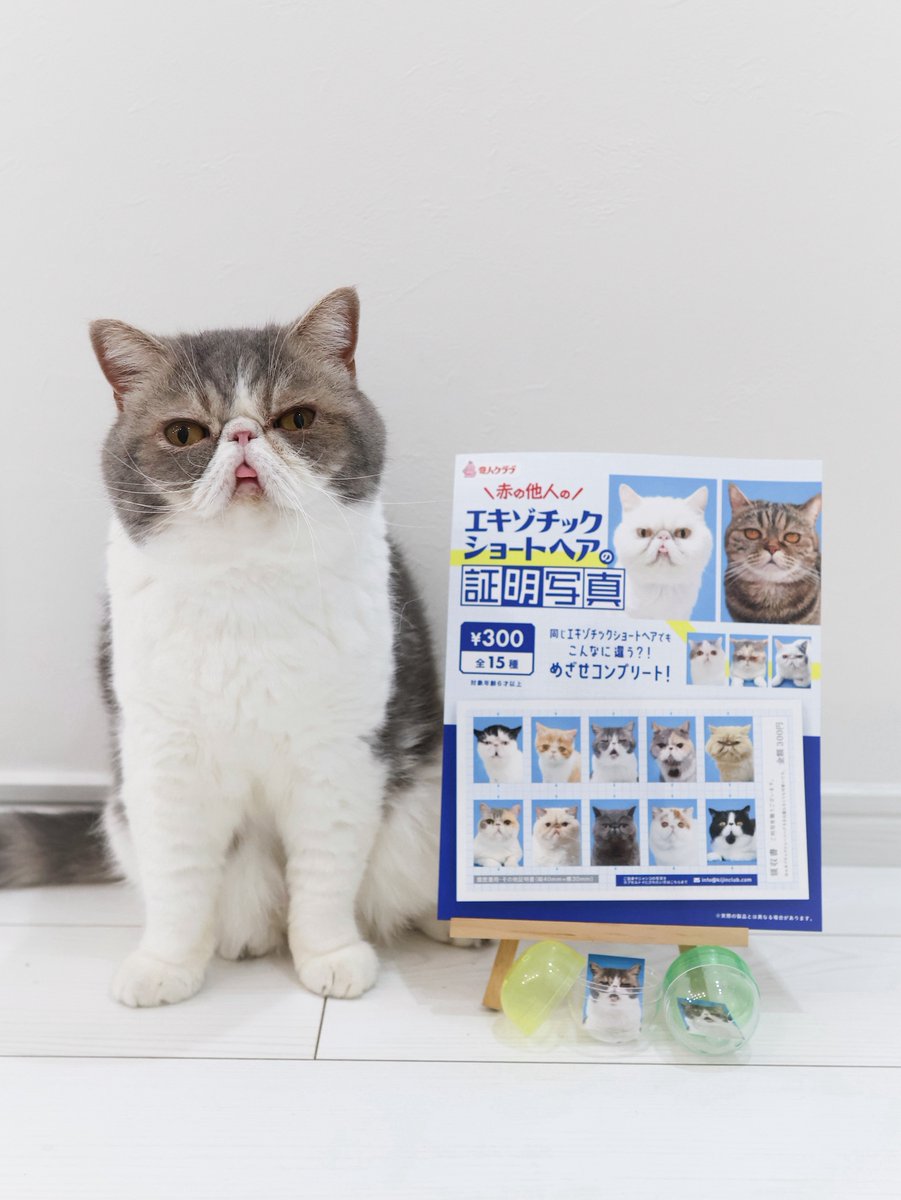 Poseidon_exotic's tweet photo. 【お知らせ】

ポセイドンがガチャガチャの仲間入りしました🙌

赤の他人の証明写真シリーズの
エキゾチックショートヘアver.

可愛いエキゾが盛りだくさん🫶
ポは変顔で参加してます🤣

8月下旬から順次店頭に並ぶそうです✨️

 #奇人クラブ  #エキゾチックショートヘア  #ガチャガチャ https://t.co/1WFOdolv18