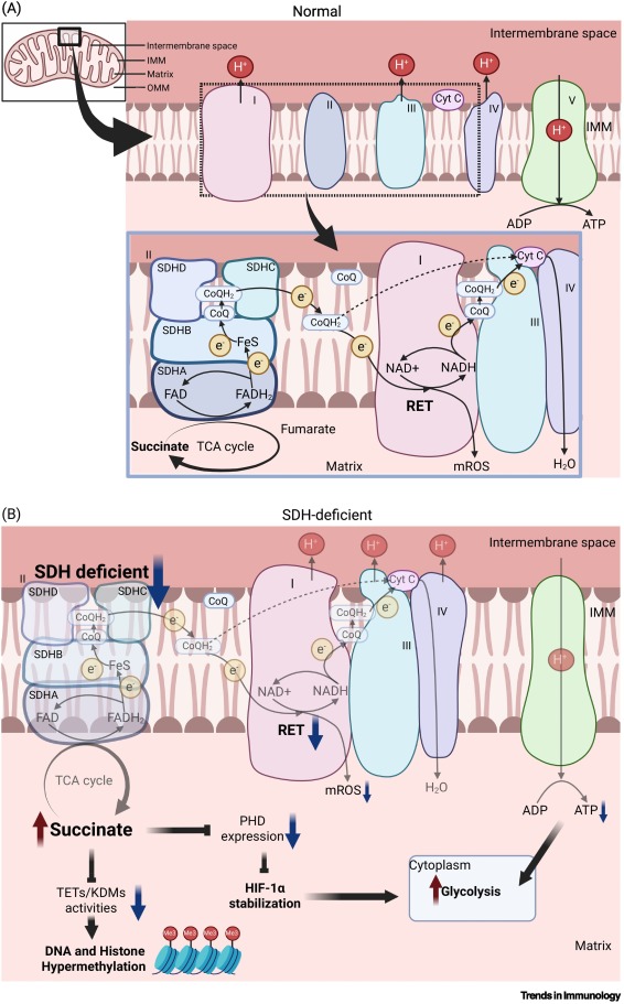 TrendsImmuno's tweet photo. Mitochondrial Complex II in the regulation of immunopathology https://t.co/7D05umRB3Z #immunology https://t.co/7DdkkzdpL2