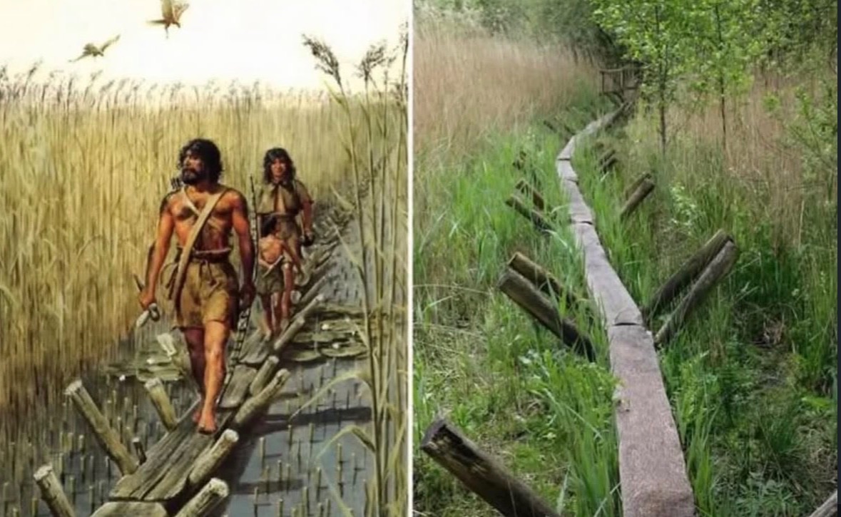 historigins's tweet photo. The Sweet Track is a 6,000-year-old Neolithic timber walkway, located in the Somerset Levels in England and discovered in 1970. It was originally part of a network of tracks built to provide ancient people a dry path across the marshy ground https://t.co/5PtuSMT43d
