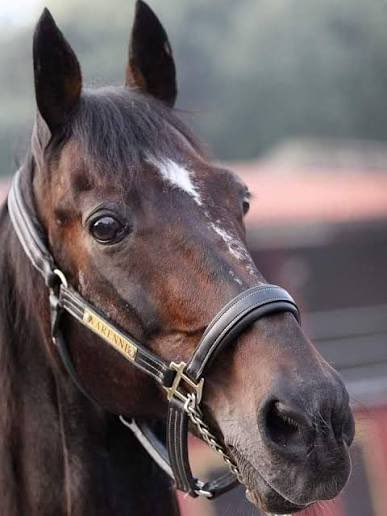 _kirstenelise's tweet photo. The best horse in the history of our sport has passed away 🤍

Varenne, ‘’El Capitano’’.

He reached the remarkable age of 31, and will forever be remembered by many around the world. 

Grazie Mille. 

Rest easy now, champion 🌹 https://t.co/qG5TiXRyBf