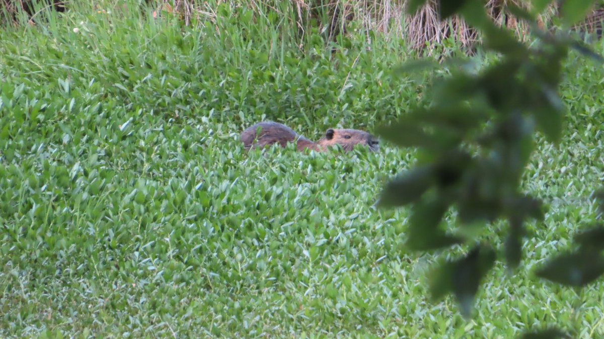 coypu_jp's tweet photo. 今日のヌートリア 昆陽池公園 1匹 8月18日
#nutria #coypu #ヌートリア #ragondin #昆陽池公園 https://t.co/oawQ7nwJcm