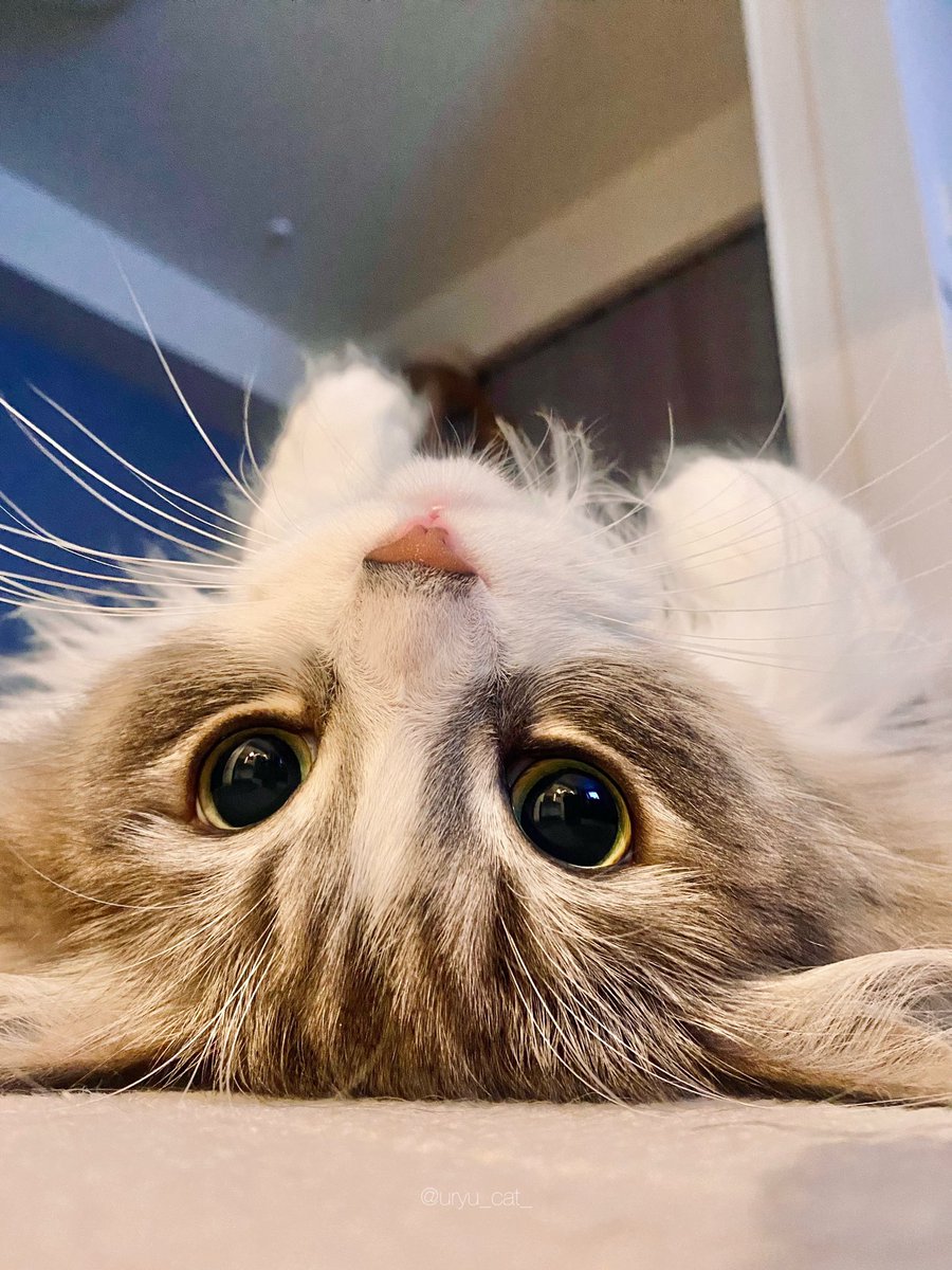 uryu_cat_'s tweet photo. ．

今日もお疲れさまでした🎐 https://t.co/UORUEZW5QR