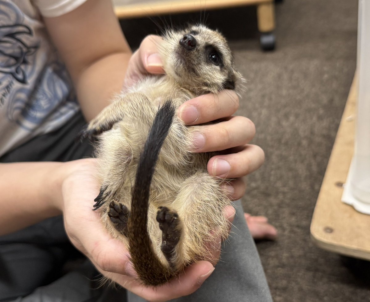 pure_momo's tweet photo. ミーアキャットベビー♂（2026年5月産まれ）
超べた馴れ♪ 
https://t.co/9Ckaag6Y0P

実際にふれあい・ご見学も可能です◎
初めての方もお気軽にご来店ください🦔✨

📍ピュアアニマル本店
東京都大田区中央7-16-17
🚃池上駅から徒歩16分
⏰12:00〜18:00（ご予約優先）
☎03-3755-9897
#ペット #ペットのいる暮らし #エキゾチックアニマル #ピュアアニマル  #大田区  #品川区  #川崎市 #ミーアキャット