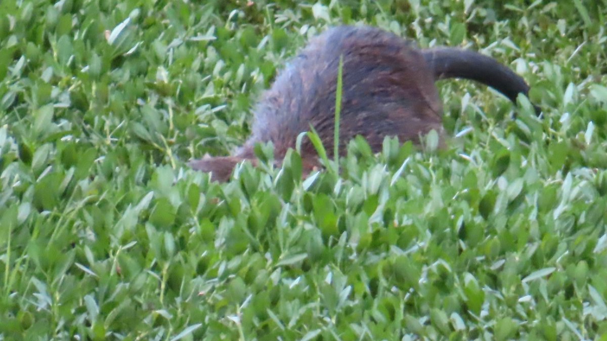 nutriabot's tweet photo. 今日のヌートリア K池公園 1匹 8月18日
#nutria #coypu #ヌートリア #ragondin #昆陽池公園 https://t.co/hbTwDAO95g